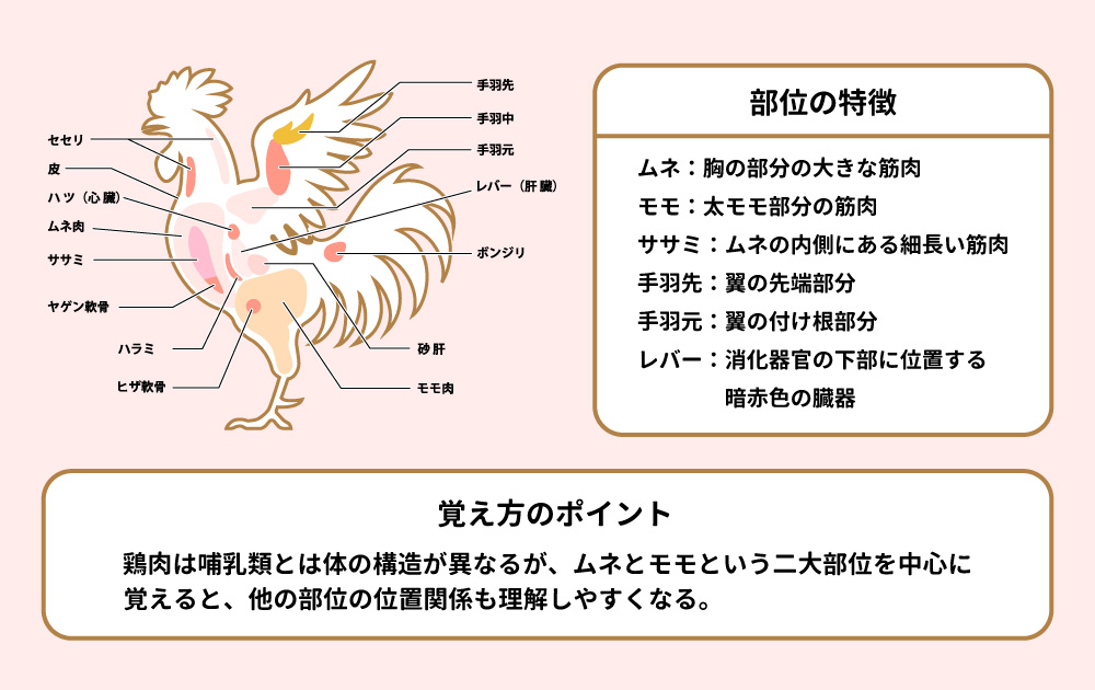 精肉業界の仕事で必須!肉の部位知識と実践活用ガイド | オイシルメディア